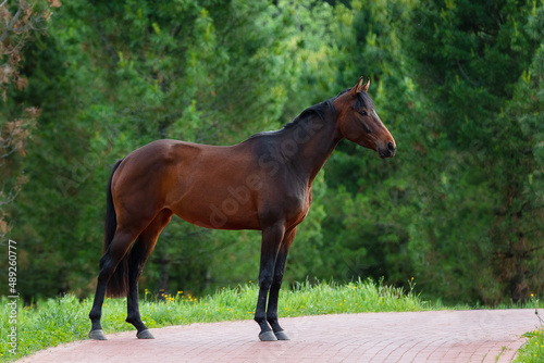 Chestnut horse with a long mane stands on natural summer background, profile side view, exterior