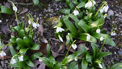 snowdrops flutter in the wind