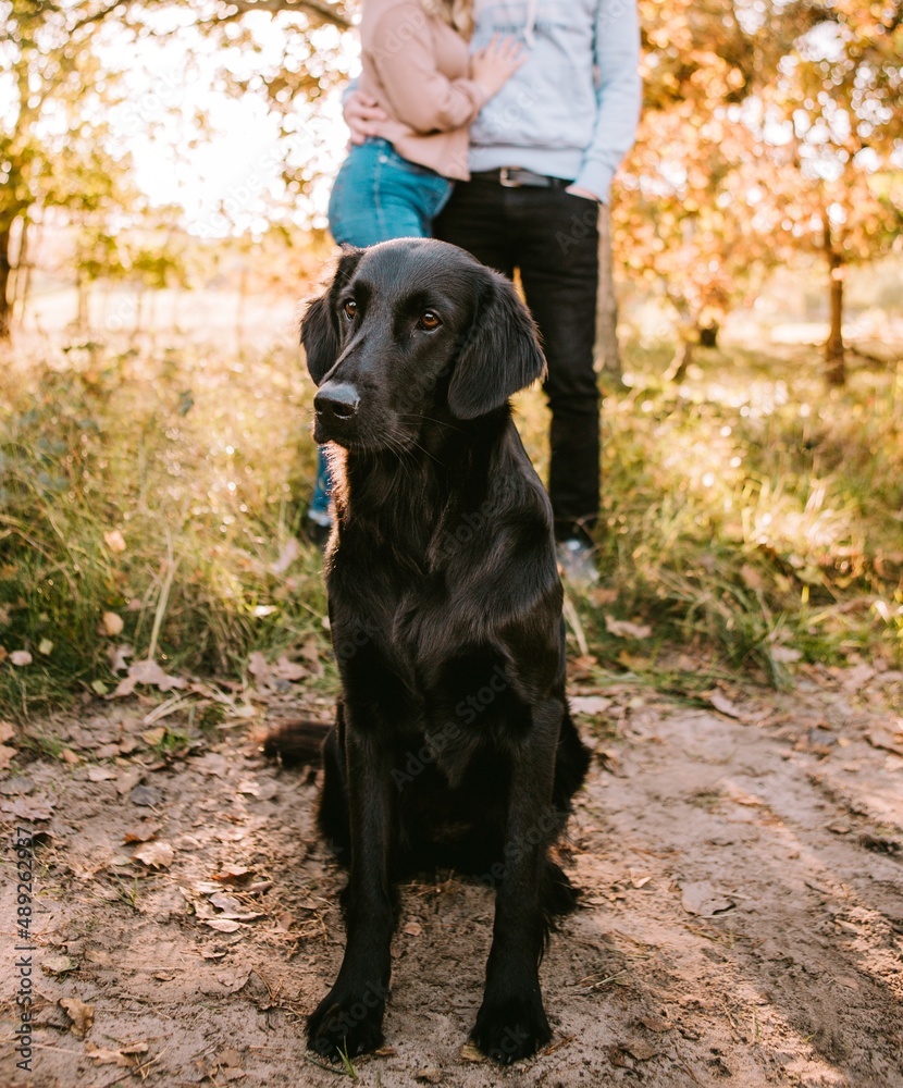 labrador retriever puppy