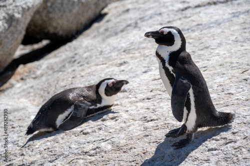 African penguin at Boulders Beach in Simon's Town near Cape Town © Andreas