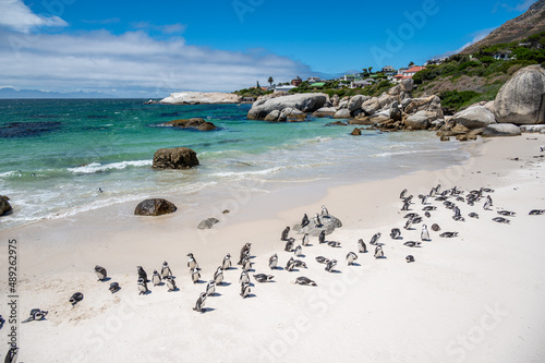 African penguin at Boulders Beach in Simon's Town near Cape Town