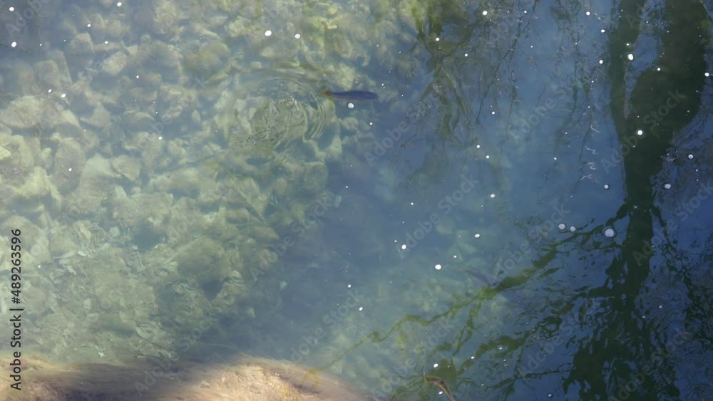 Trout in a clean water river waiting for food. Trout in hunting action. fishing season. mountain river high mountain river Trout in a clean water river waiting for food. Trout in hunting action. fishing season. mountain river high mountain river