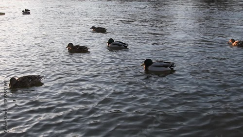 Autumn bad weather on a lake in germany, ducks in a park on a lake