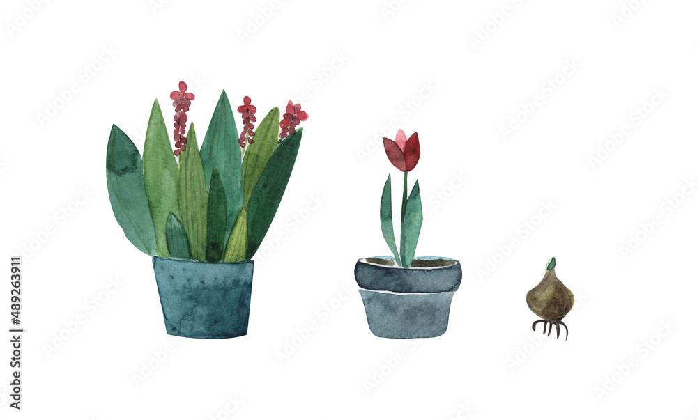 Potted flowers,garden flowers,tulip bulb,watercolor illustration isolated on white background
