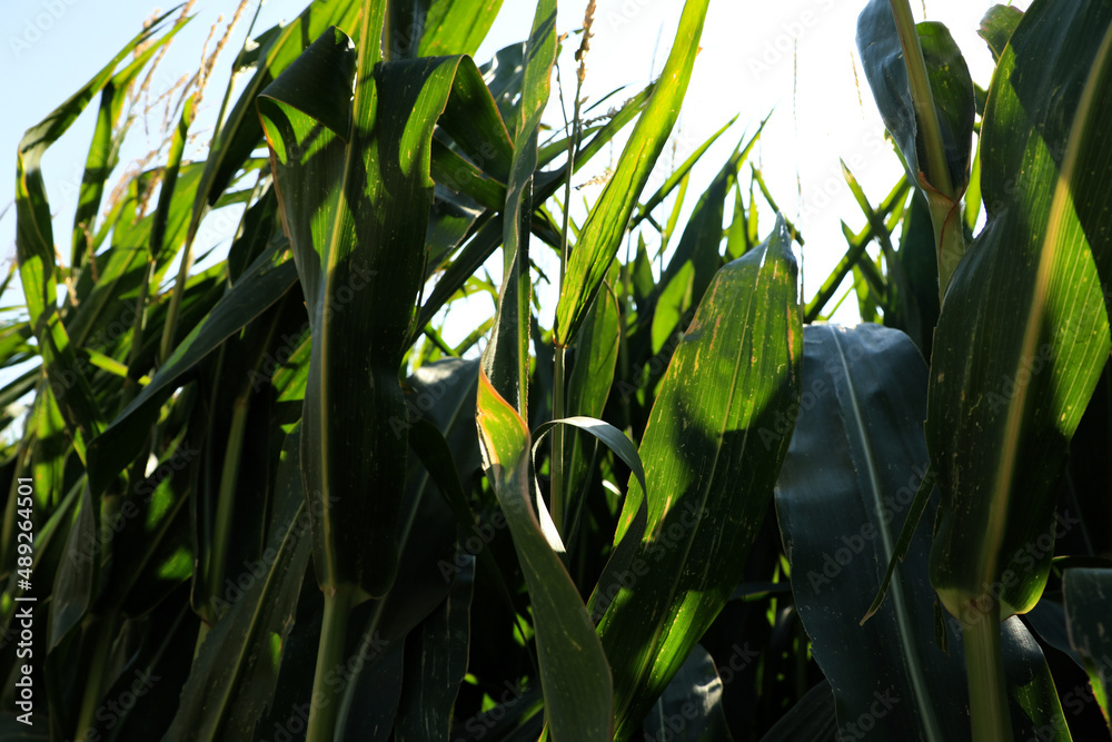 background with green cornfield background with green cornfield