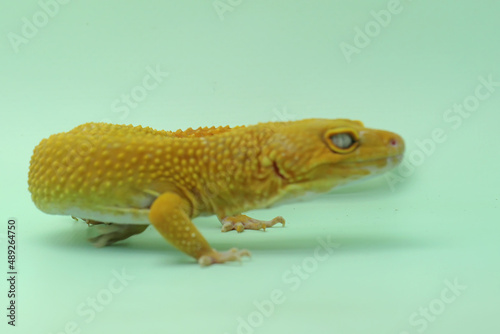 A leopard gecko  Eublepharis macularius  is posing in a distinctive style.