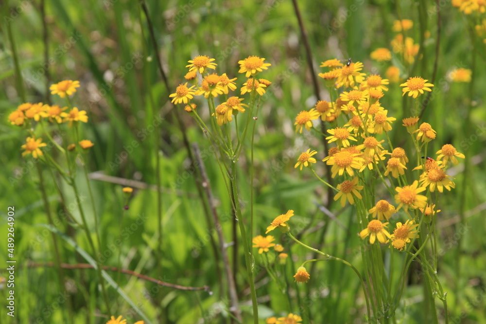 Wild yellow flowers in a field