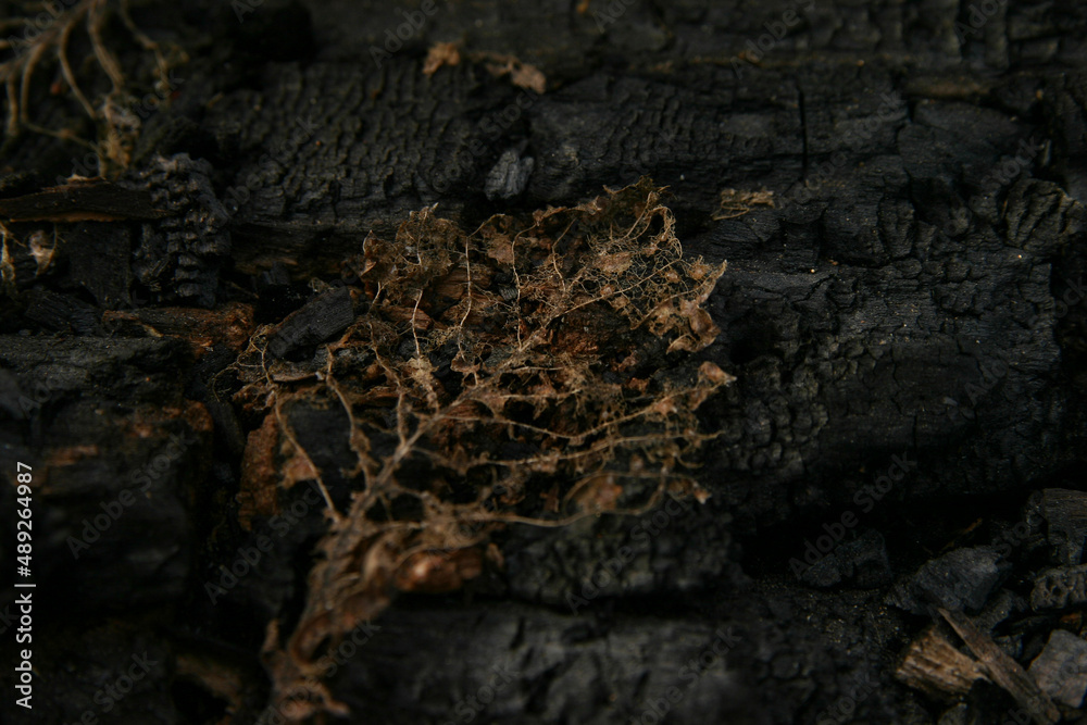Obraz premium Burned leaf on a burned tree trunk