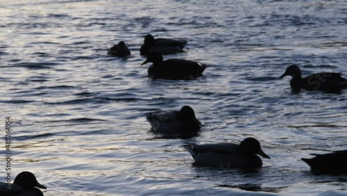 Autumn bad weather on a lake in germany, ducks in a park on a lake