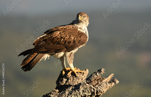 Bonelli's eagle in the mountains of Extremadura. Extremadura. Spain