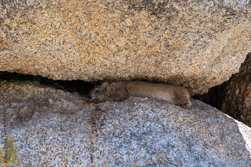 Rock hyrax between two rocks in Cape Town photo