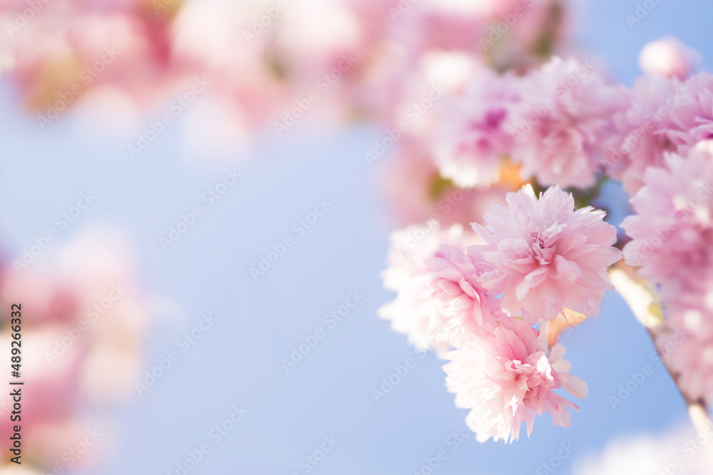Blurred background beautiful floral spring background. Spring sakura flowers.