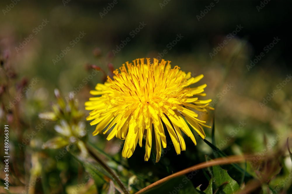 Yellow dandelion flower Yellow dandelion flower