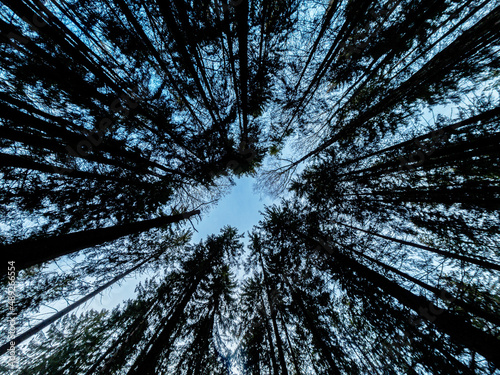 Dramatic low angle view of evergreen trees, creating a circular fan shape pattern against the sky