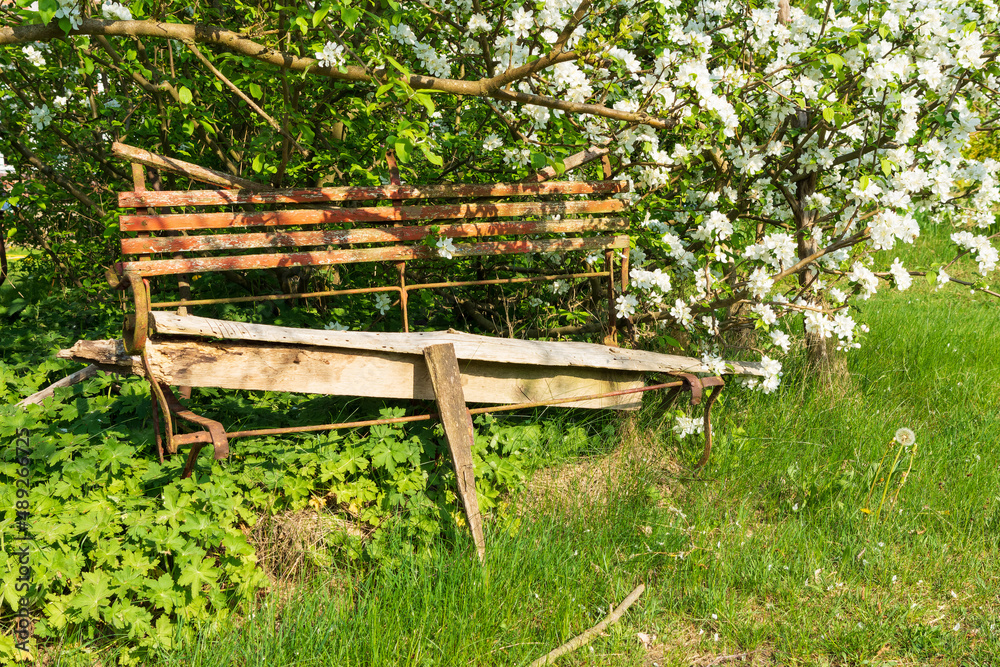 Spring and an aged bench with many memories in desolate condition Spring and an aged bench with many memories in desolate condition