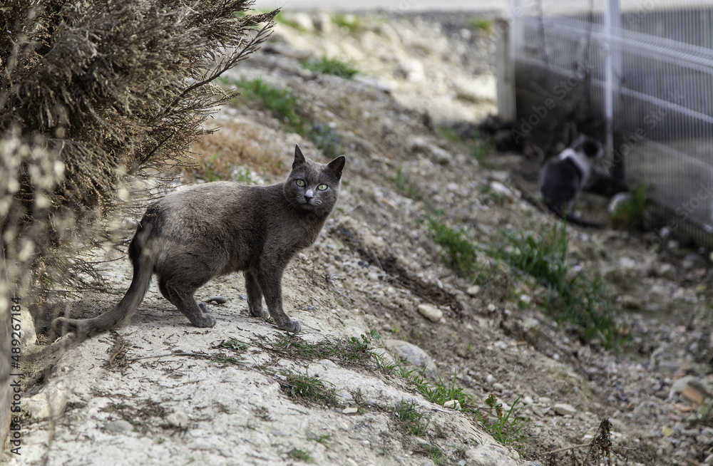 Street abandoned cats Street abandoned cats