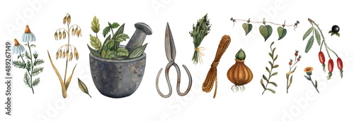 Set of watercolor illustrations, clipart. Plants and herbs, mortar and pestle, scissors. 
