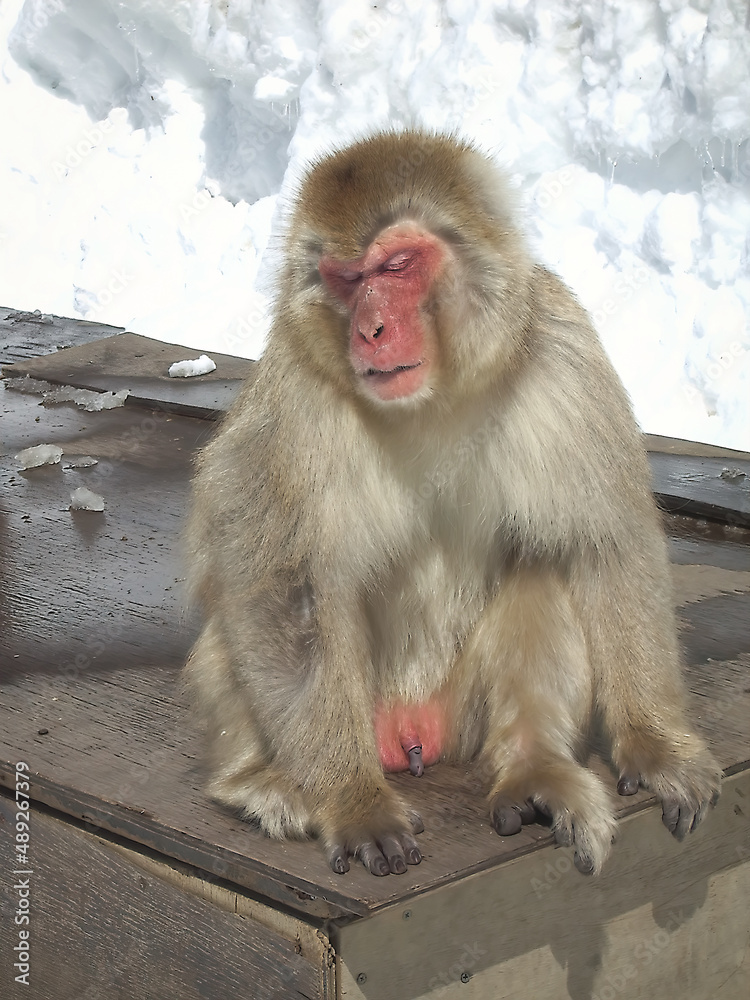 Naklejka premium Snow Monkeys in Japan