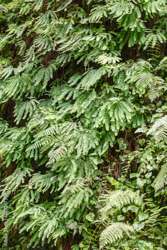 Ferns in the forrest