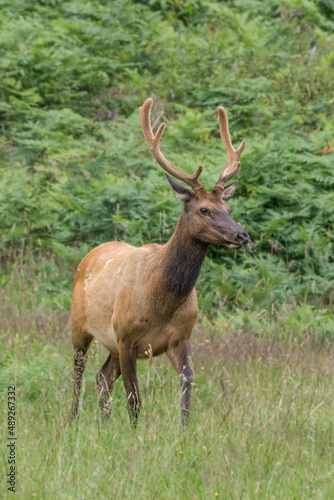 Elk in State Park in California