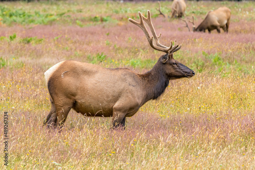 Elk in State Park in California