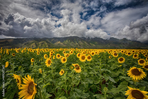 Sunflowers in Maui with clouds and mountains