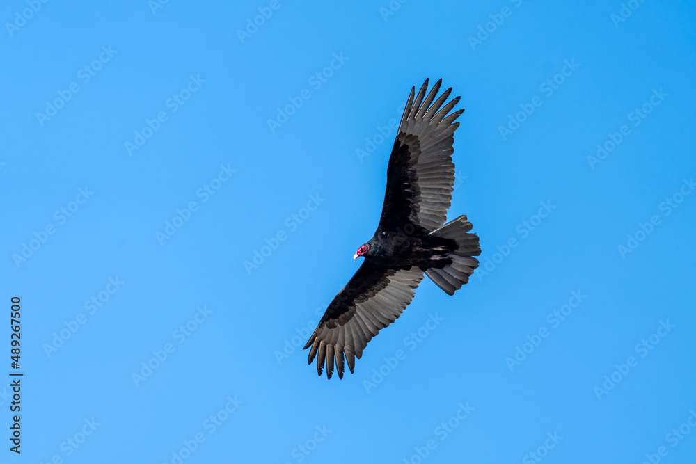 Naklejka premium Turkey vulture soaring high in the blue sky