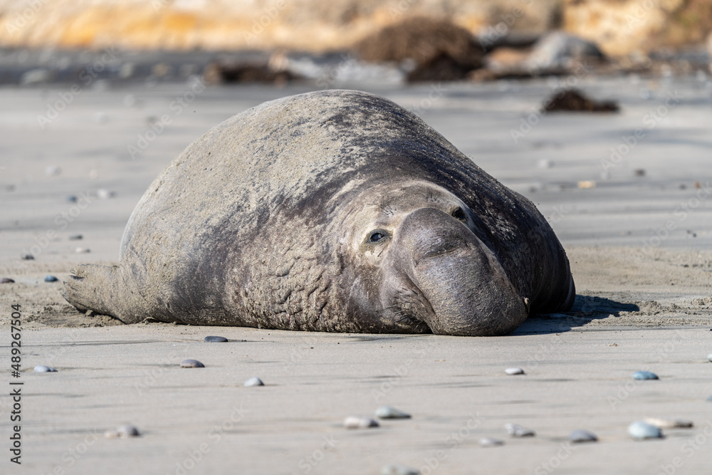 Naklejka premium Male elephant seal on the beach after mating and fighting other elephant seals