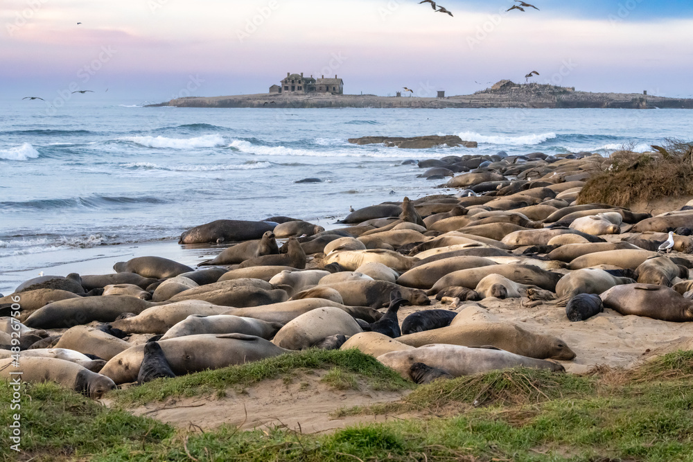 Elephant Seals on beach at Año Nuevo State Park north of Santa Cruz, California Elephant Seals on beach at Año Nuevo State Park north of Santa Cruz, California