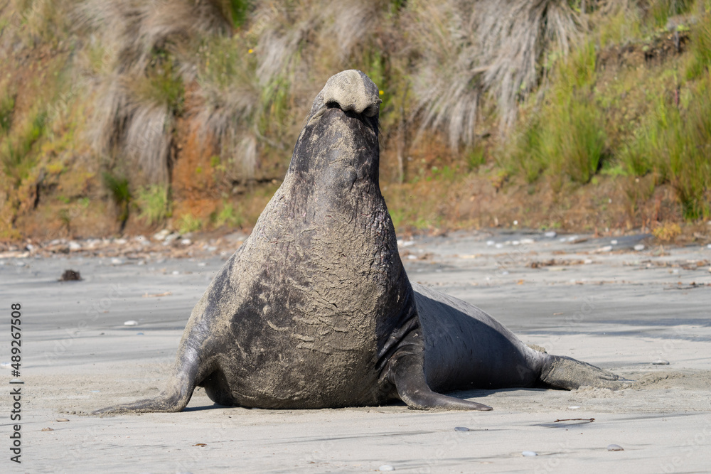 Fototapeta premium Elephant Seals at Ano Nuevo State Park in Santa Cruz, California mama and babies