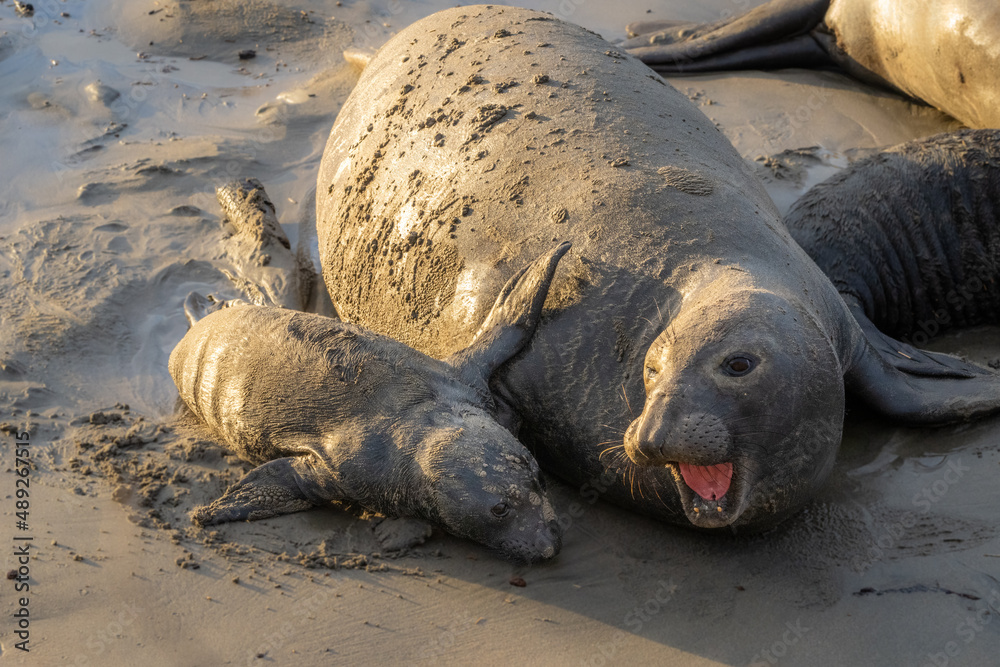 Obraz premium Elephant Seals at Ano Nuevo State Park in Santa Cruz, California mama and babies