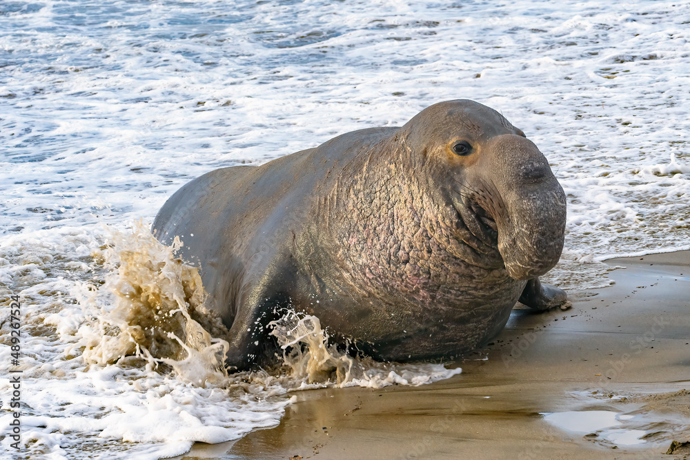 Fototapeta premium Elephant Seals at Ano Nuevo State Park in Santa Cruz, California mama and babies