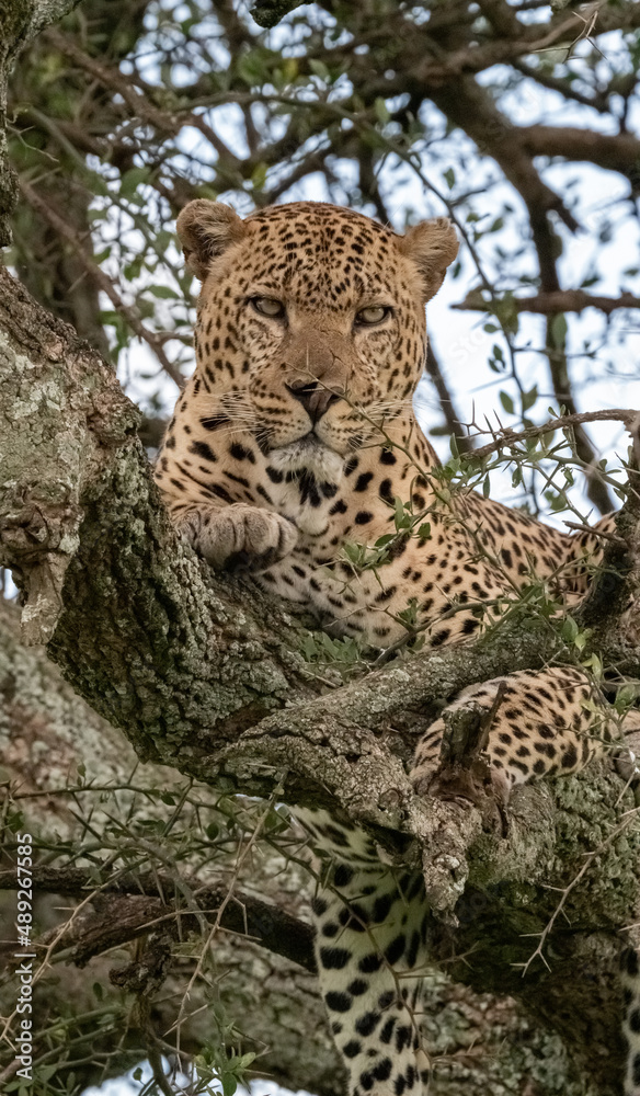 Fototapeta premium Leopard in Tree, Maasai Mara National Park, Kenya