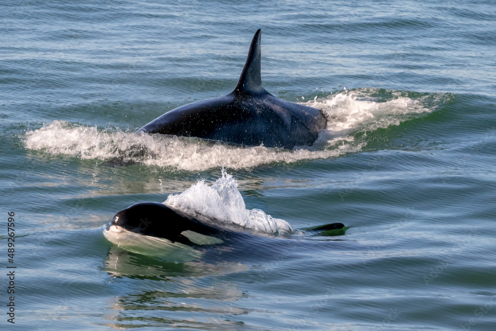 Fototapeta premium Orca Whales in Monterey Bay California near Santa Cruz