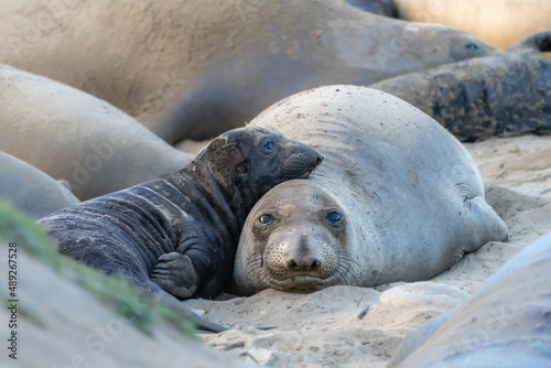 Elephant Seals at Ano Nuevo State Park in Santa Cruz, California mama and babies