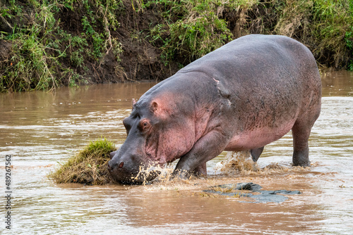 Hippo Walking in River, Maasai Mara, Kenya