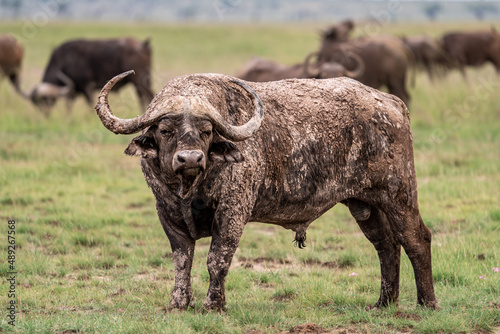 Water buffalo covered in mud in Kenya