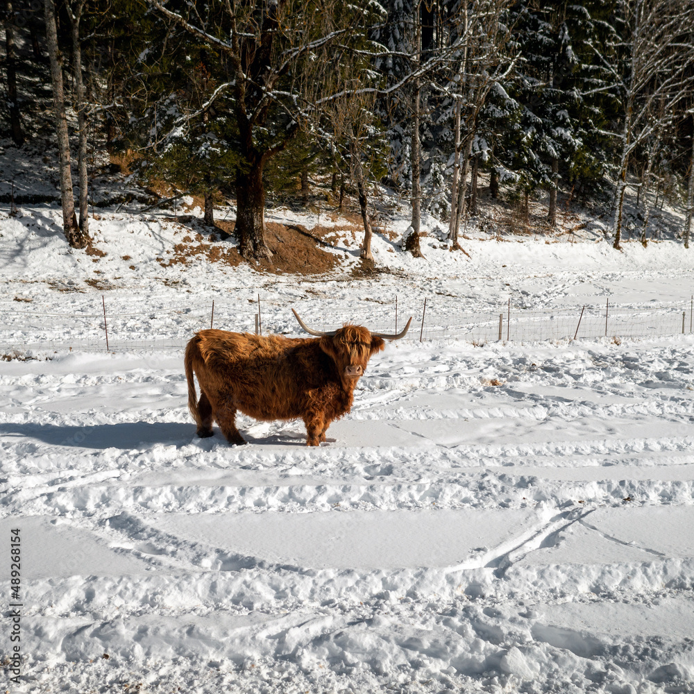 Angus Aberdeen Highland cow with long wavy woolly red-brown hair standing on a snowy field sunlit by winter sun. Angus Aberdeen Highland cow with long wavy woolly red-brown hair standing on a snowy field sunlit by winter sun.