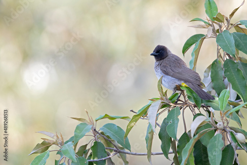 A dark-capped bulbul (Pycnonotus tricolor) foraging and perched on a branch.