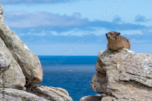 Rock hyrax on a rock at Cape Point in Cape Town photo