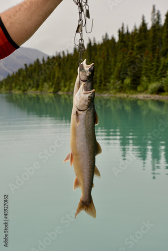 Two Dolly Varden Trout, Caught in the Alaskan Wilderness