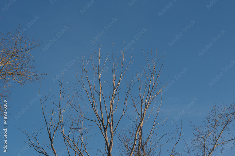 The crown of the tree against the blue sky. Branches without leaves. The crown of the tree against the blue sky. Branches without leaves.