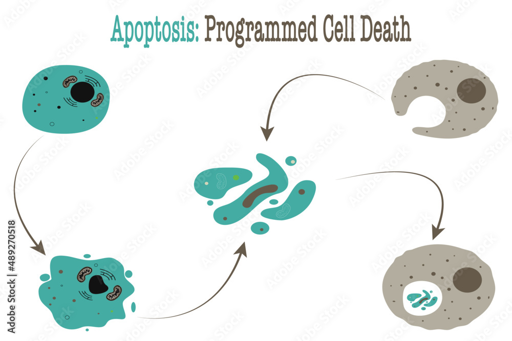 apoptosis programmed cell death diagram Stock Vector Biology Diagrams