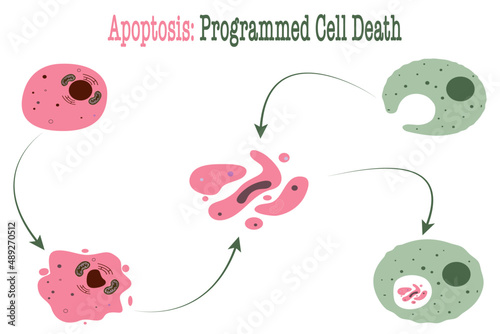 apoptosis programmed cell death diagram