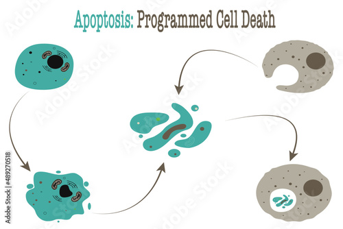 apoptosis programmed cell death diagram