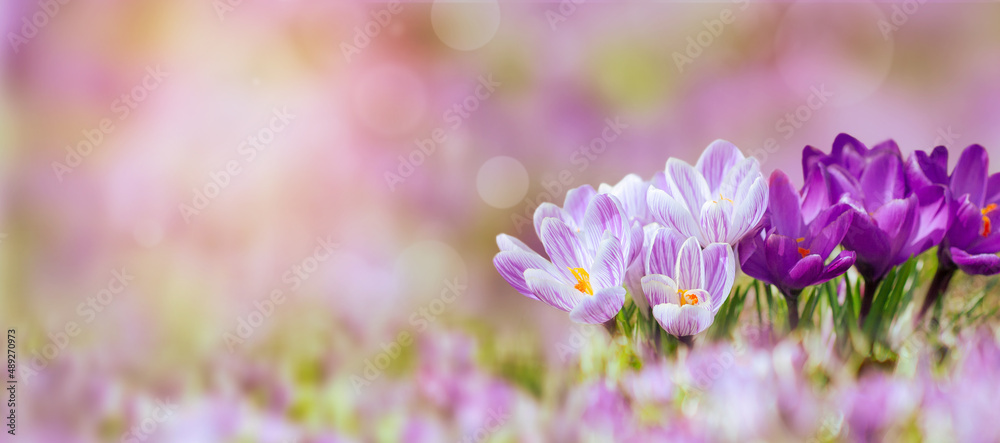 Krokus in Frühlingsfarben