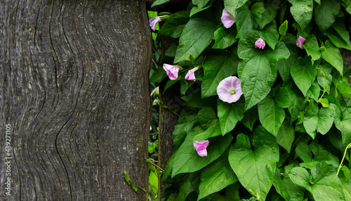 Bindweed planted and entangled in a wire fence that surrounds the yard of the house.