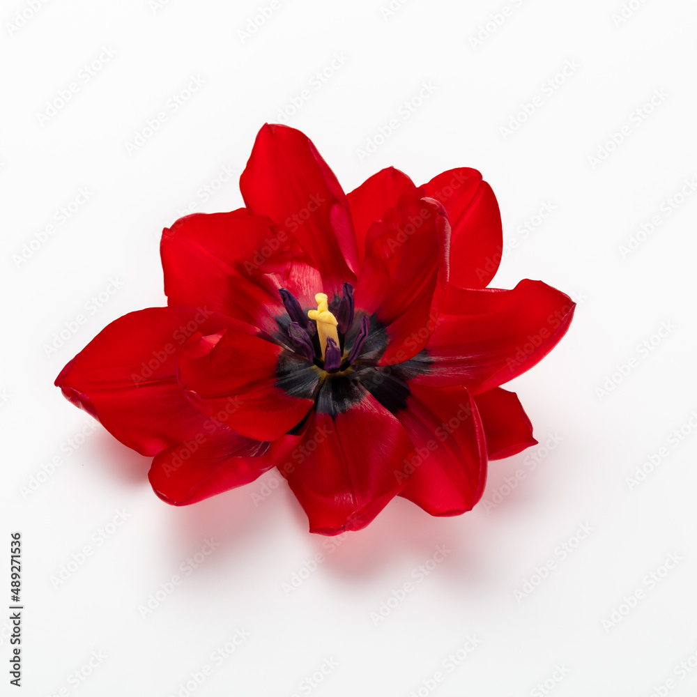Red tulip flower head isolated on white background. Red tulip flower head isolated on white background.