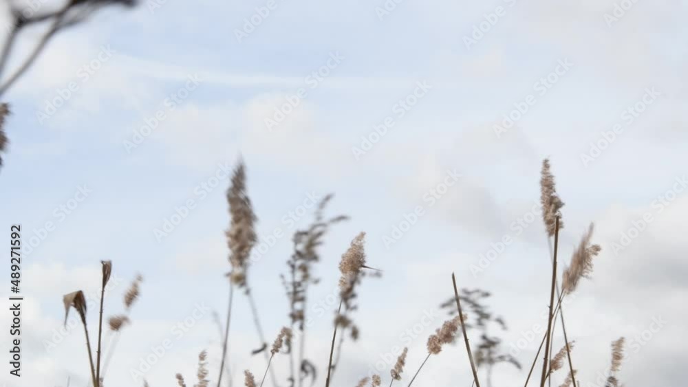 Autumn windy bad weather on the lake, autumn grass in the wind Autumn windy bad weather on the lake, autumn grass in the wind