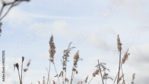 Autumn windy bad weather on the lake, autumn grass in the wind